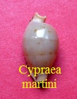 Cypraea martini, Schepman 1907